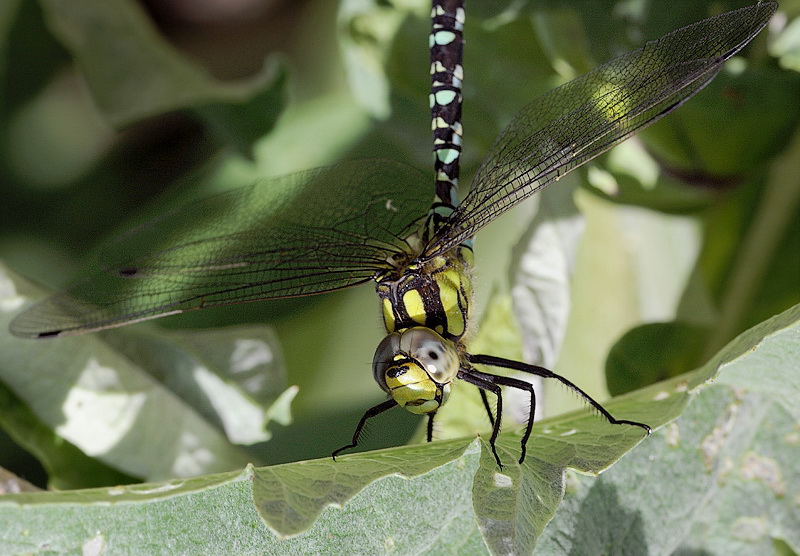 120709 Makro Blume Tiere D31_5786 Kopie.jpg